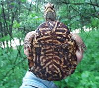 BoxTurtle1_cropped2.jpg#asset:19248