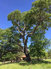 APT's Champion Tree APT's Champion Tree